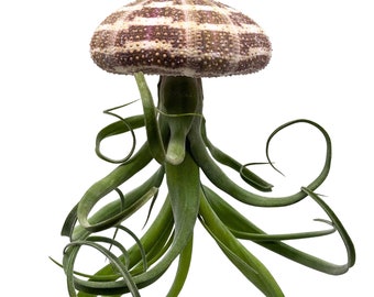 Large Tillandsia Jellyfish, big hanging air plant with seashell