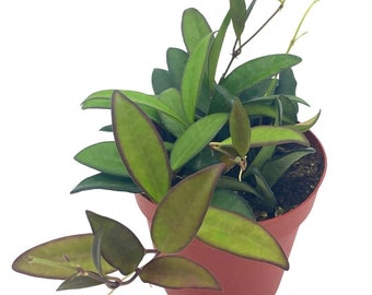Hoya Rosita, 4 inch, Rare Hybrid of Hoya wayetii x tsangii
