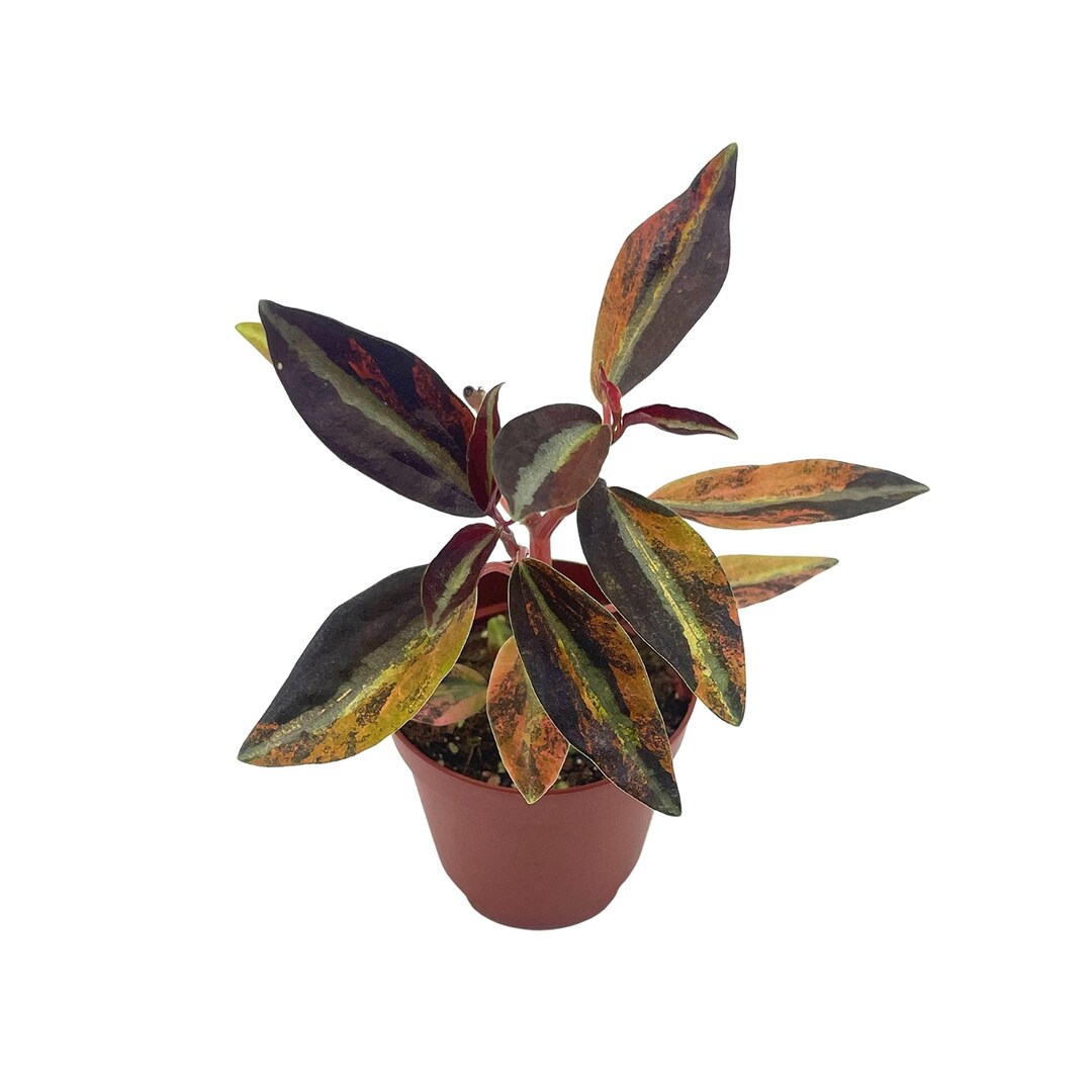 High Voltage Peperomia main image 0