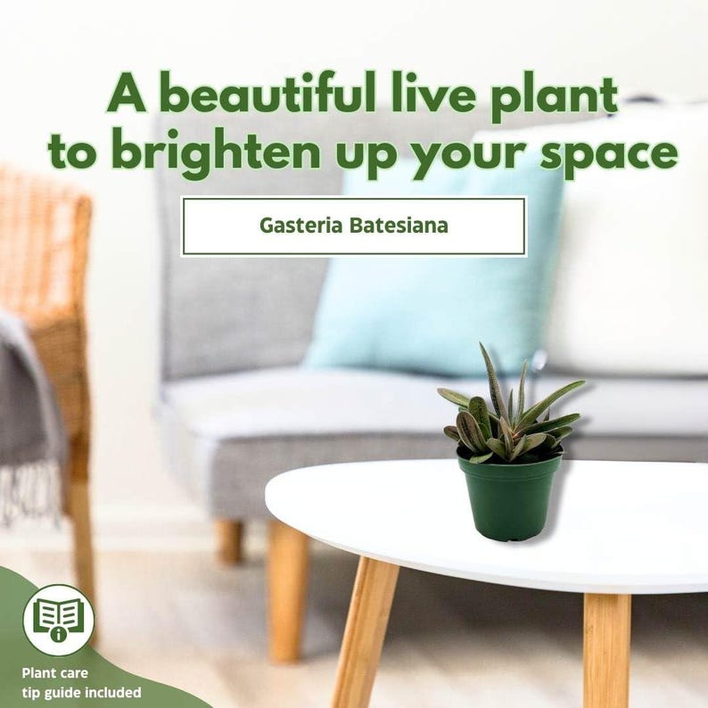 Gasteria batesiana - Thumbnail 4