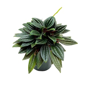 Peperomia Rosso, 4 inch, Radiator Plant Caperata