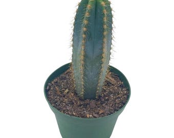 Blue Columnar Cactus, Pilosocereus pachycladus Cacti, Column Cactus, Blue Torch Cactus, Woolly Torch Cactus, in 4 inch Pot