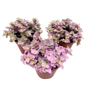 May include: Three small potted plants with pink and green leaves. The plants are in brown pots and are arranged in a triangular shape.