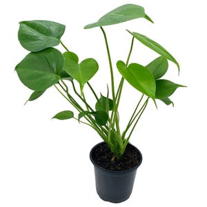May include: A potted green plant with large, heart-shaped leaves. The plant is in a black plastic pot.