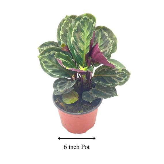 Calathea Medallion - Live Plant in a 6 Inch Pot - Calathea Roseopicta - Beautiful Easy to Grow Air Purifying Indoor Plant 1 Plant