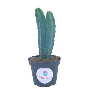 Myrtillo Cactus - Etsy