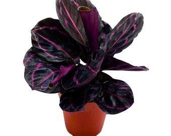 BubbleBlooms Calathea Dottie Black Rose Roseopicta in a 4 inch Pot