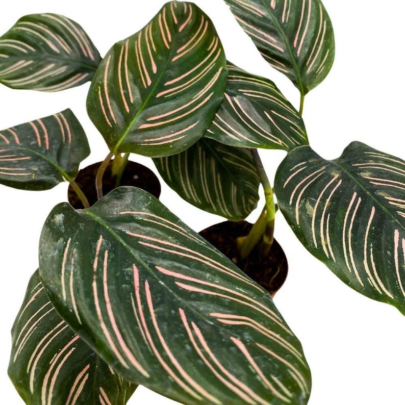 Calathea Ornata Pinstripe Prayer Plant - Thumbnail 3