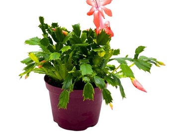 Christmas Cactus, 6 inch Holiday Cactus Thanksgiving Cactus, Crab Cactus, Easter Cactus, Seasonal Flowering