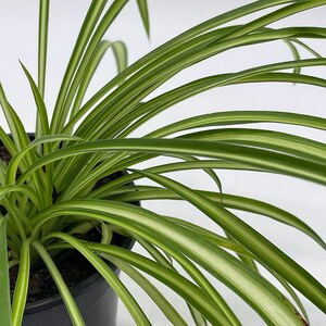 Spider Plant, Chlorophytum comosum, Ribbon Plant, in a 4 inch Pot,