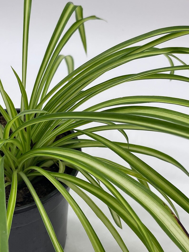 Spider Plant, Chlorophytum comosum, Ribbon Plant, in a 4 inch Pot,