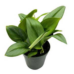 May include: A small green houseplant with large, pointed leaves in a black plastic pot. The plant has a new leaf growing in the center.