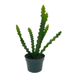 Fish Bone Climbing RIC Rac Cactus, 4 inch, weberocereus imitans