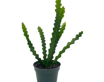 Fish Bone Climbing RIC Rac Cactus, 4 inch, weberocereus imitans