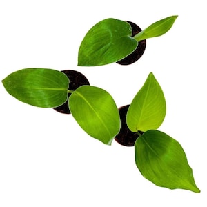 Puede incluir: Vista aérea de tres pequeñas plantas en maceta con hojas verdes vibrantes en forma de corazón. Las plantas están sobre un fondo blanco, resaltando su aspecto fresco y natural. Las macetas de color marrón oscuro contrastan con el follaje verde brillante.