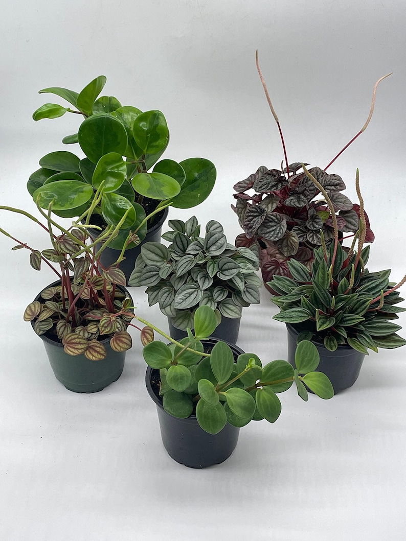 BubbleBlooms Peperomia