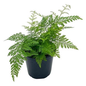 Rabbit's Foot Fern, Footed Rabbit 4 inch Pot, Davallia canariensis fejeensis, Deer, Hare's Fern, Furry Roots