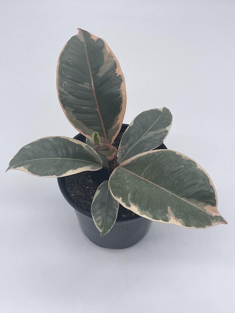 BubbleBlooms Ficus Tineke - Thumbnail 3