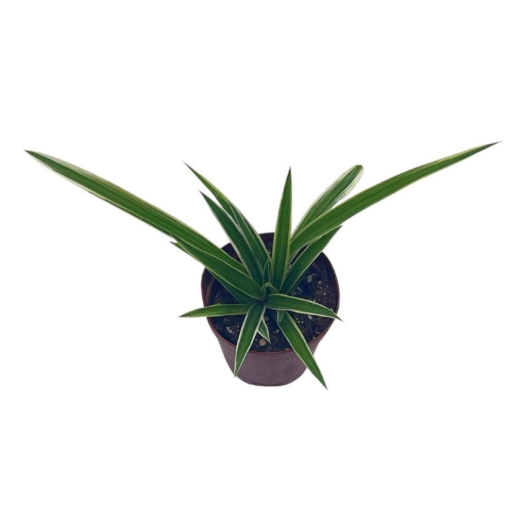 Spider Plant, Chlorophytum Comosum, Limited, in a 2 Inch Pot Tiny Mini  Pixie Plant - Etsy