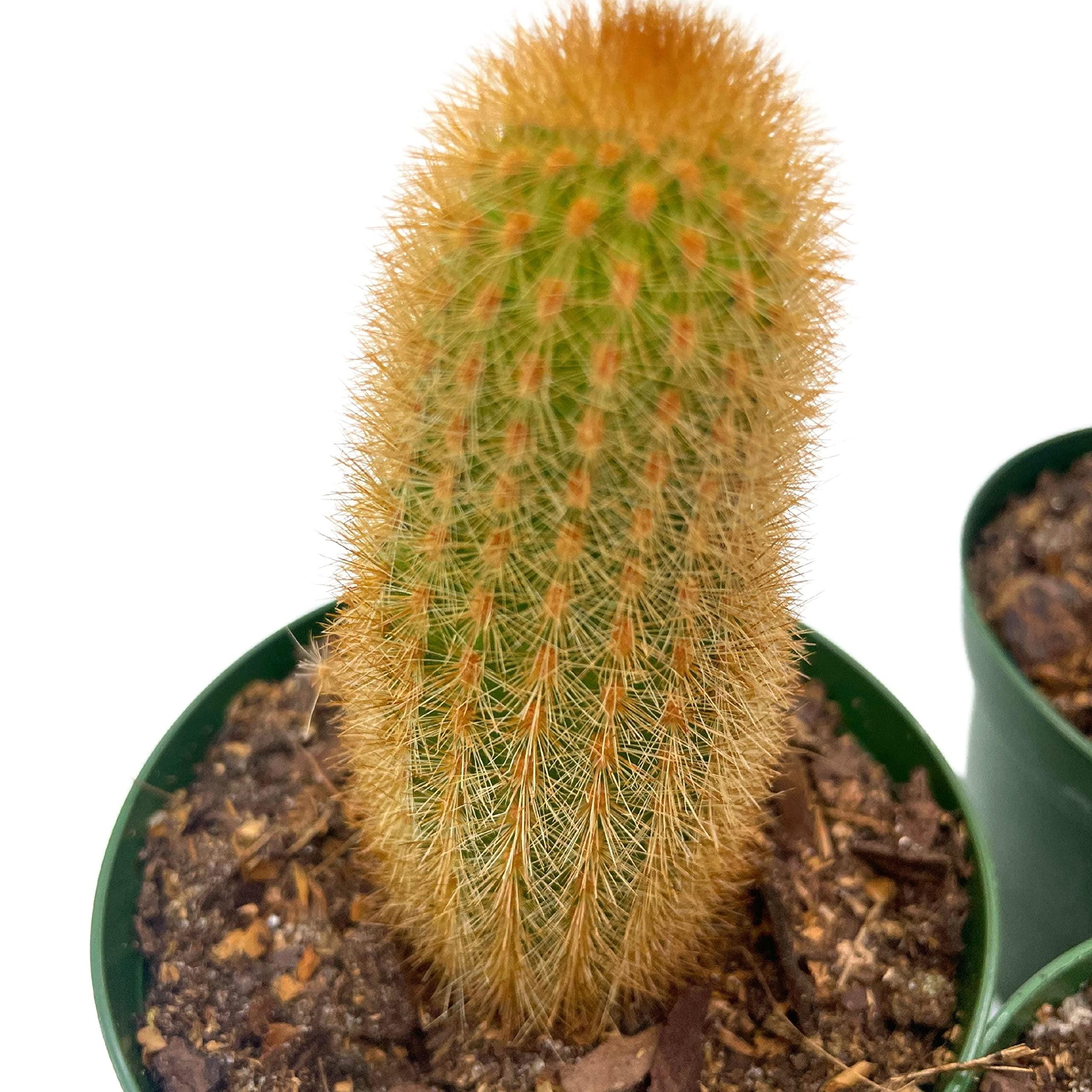 Column Cactus Assortment, 4 Inch Set of 3, Silver Torch, Blue Column ...