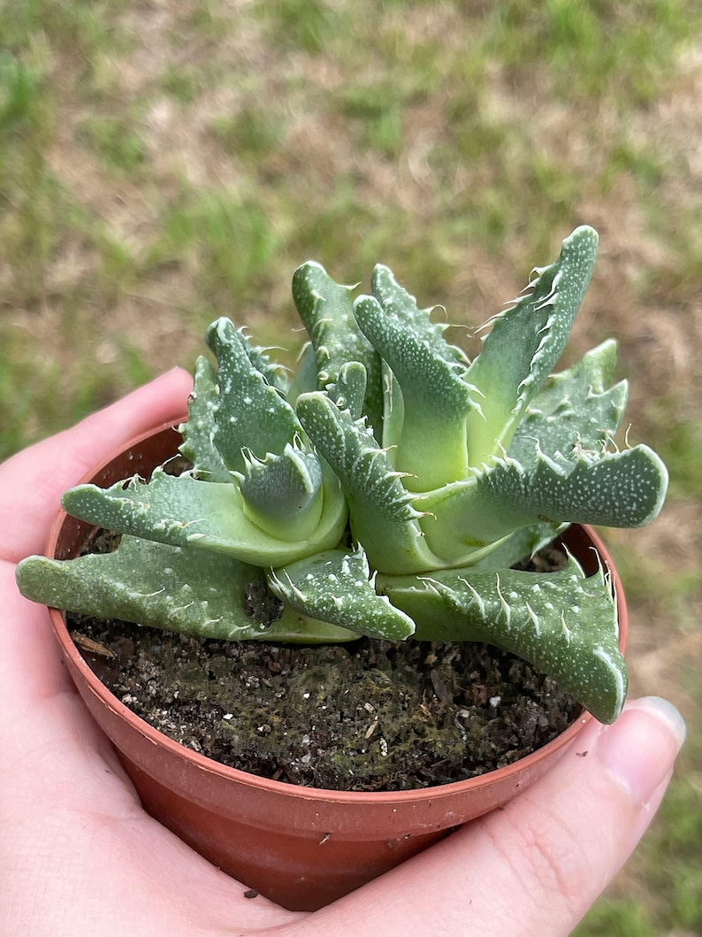 BubbleBlooms Tiger's Jaw