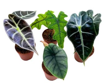 Alocasia Shattered Glass / Boyceana *corm* - Etsy