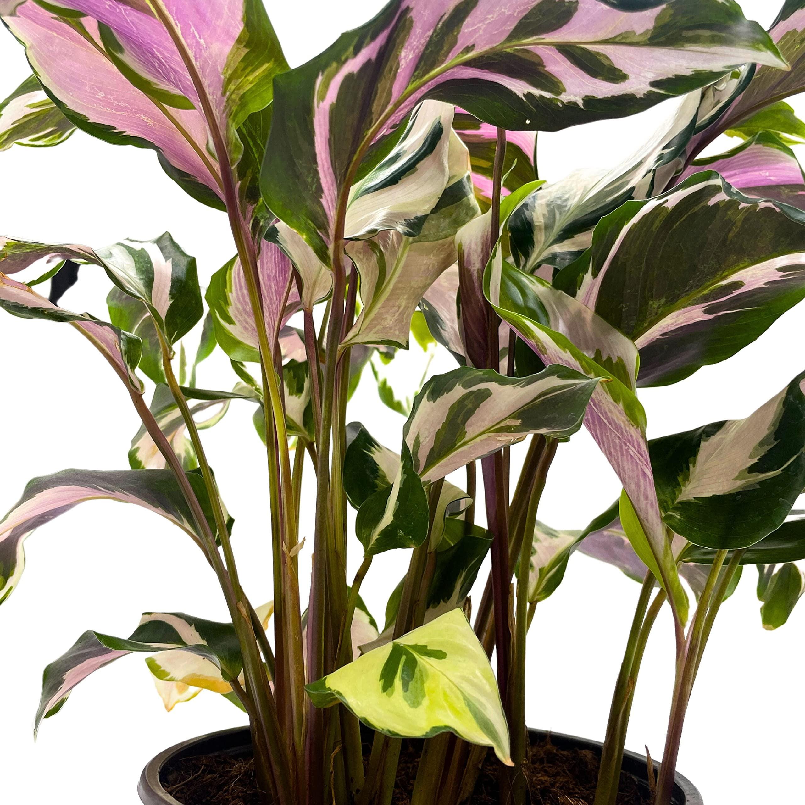 Calathea Stella, 6 Inch, Beautiful White Variegated House Plant Lietzei ...
