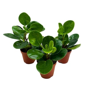 May include: Three small potted plants with vibrant green, round leaves. The plants are in small, brown plastic pots. The leaves have a glossy appearance, and the plants are set against a plain white background. The plants are a houseplant variety.