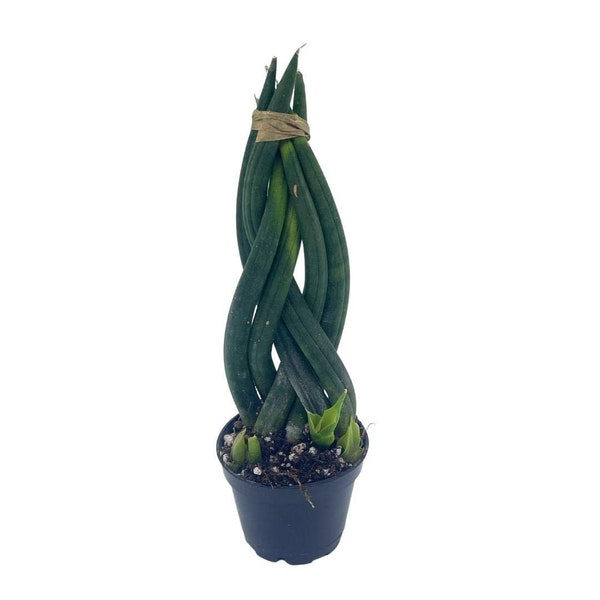 Braided Sansevieria Cylindrica braided snake plant, twisted sansevieria, Dracaena angolensis, African Spear plant, in 2 inch pot