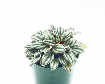 Peperomia Rosso albovittata, Piccolo Banda/Ivy Leaf Peperomia/Peperomia Piccolo Peacock/Peacock Peperomia