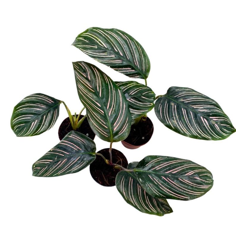 Calathea Ornata Pinstripe Prayer Plant