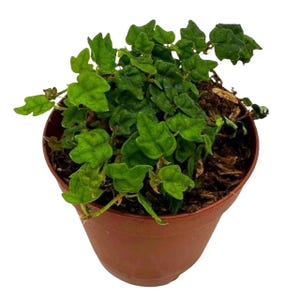 May include: A small green houseplant with trailing vines growing in a brown plastic pot.