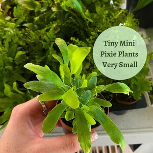 Fern Variety Assortment – 6 Different Ferns – Live Plants In 2 Inch Pots – Florida House Plants