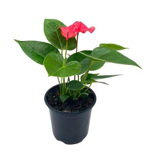 May include: A potted pink Anthurium plant with green leaves. The plant is in a black plastic pot.