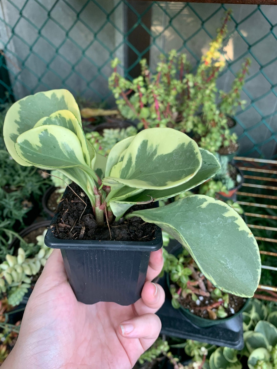 Variegated Spoonleaf Peperomia / Peperomia magnoliifolia Etsy