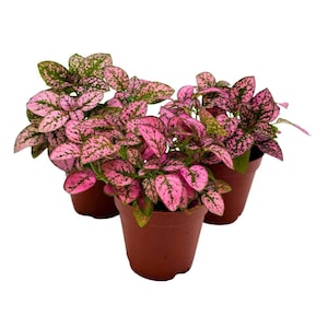 May include: Three potted polka dot plants with vibrant pink and green speckled leaves. The plants are in small, brown plastic pots, set against a clean white background. The leaves have a striking contrast of colors.