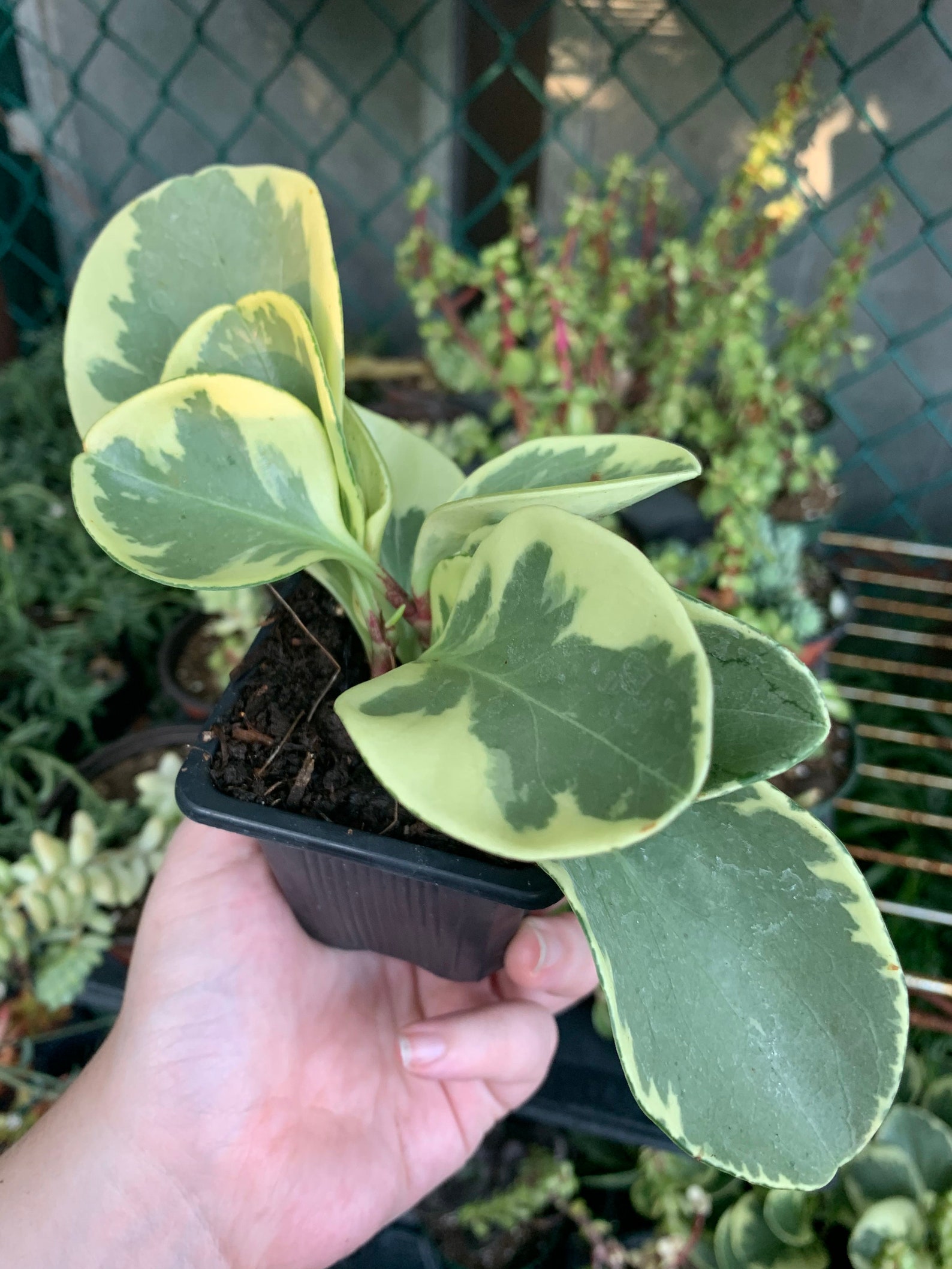 Variegated Spoonleaf Peperomia / Peperomia magnoliifolia Etsy