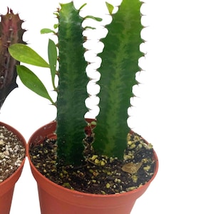 May include: Two green cactus plants in small terracotta pots. The cacti have a segmented, upright structure with small spines along the edges. The pots are filled with dark soil and small pebbles. The background is plain white.