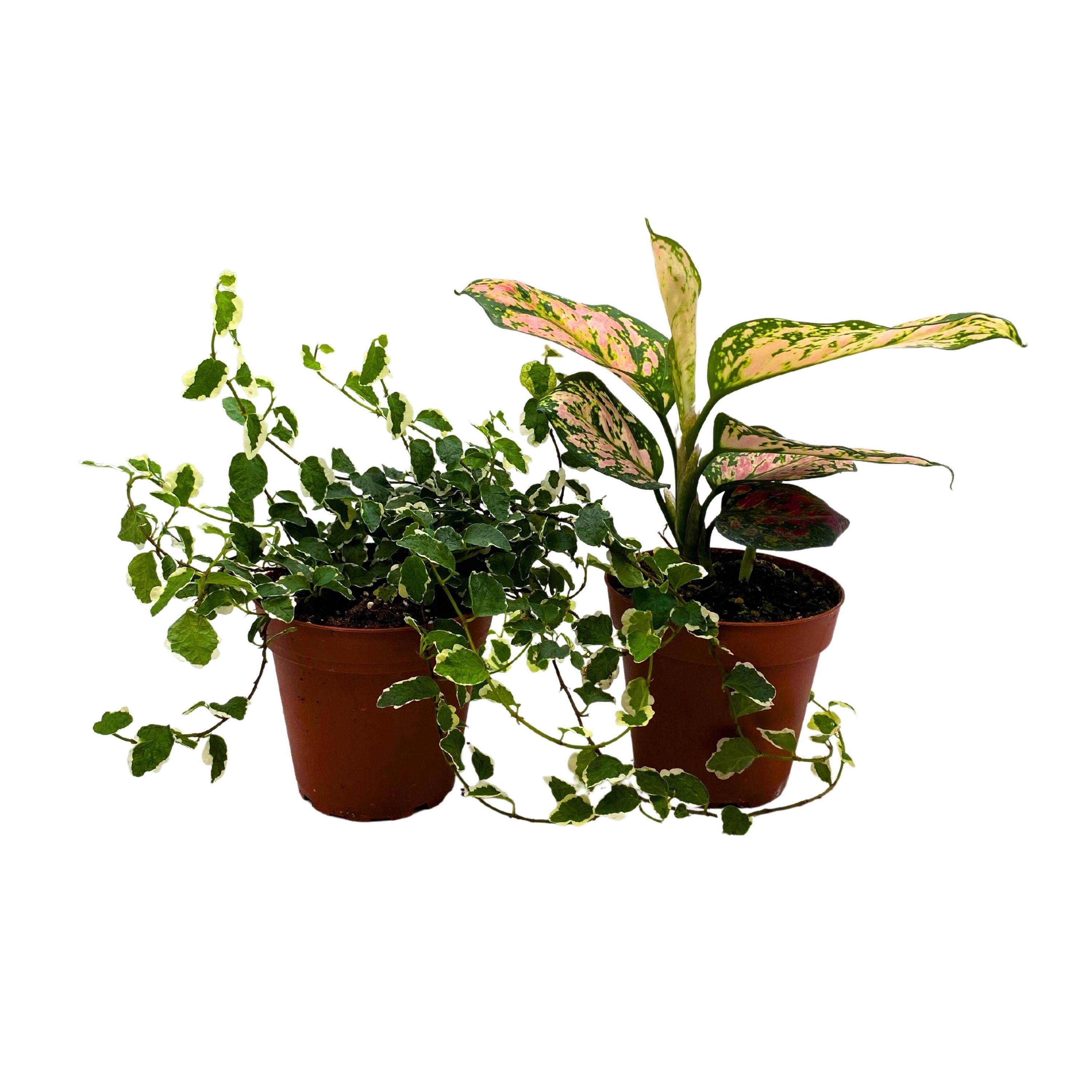 Plant Mystery Box, 4 inch pots, set of 2, Always Different Houseplants