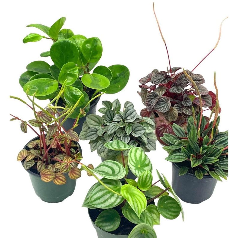 BubbleBlooms Peperomia - Thumbnail 4