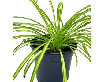 Spider Plant, Chlorophytum comosum, Ribbon Plant, in a 4 inch Pot,