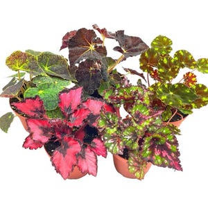 BubbleBlooms Harmony&#39;s Begonia Rex Assortment, Warm Colorful Summer, 4 inch, Set of 5, Painted-Leaf Begonia, Unique Homegrown Exclusive,