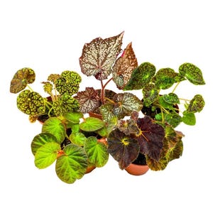 Harmony&#39;s Rhizomatous Begonia Assortment, 4 inch 5 Different Rhizo Begonias