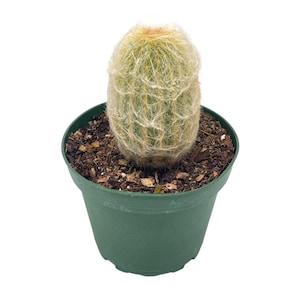 Silver Torch Cactus Cleistocactus strausii, Snow Pole, Wooly Torch, Snowy Cacti, Similar to Old Man/Old Lady Cactus, Well Rooted Live
