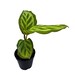 see more listings in the House Plants & Foliage section