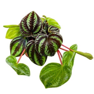 BubbleBlooms Harmony's Peperomia Dragon Skin, 4 inch, Rare Pep, Exotic House Plant