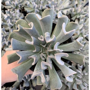 Topsy Turvy Succulent, Echeveria runyonii Mexican &#39;Hens and Chicks&#39;, Silver Spoons Echeveria, Upside-Down Echeveria Live Rare