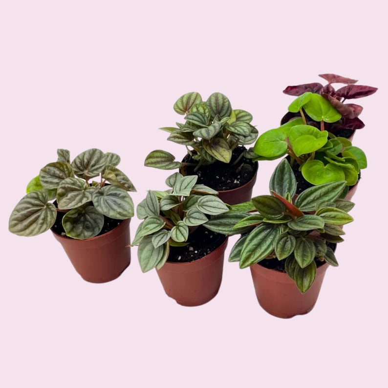 BubbleBlooms Peperomia Assortment - Thumbnail 3