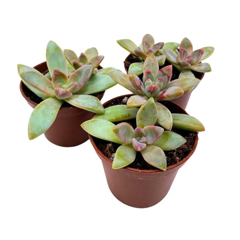 BubbleBlooms Graptoveria - Thumbnail 3