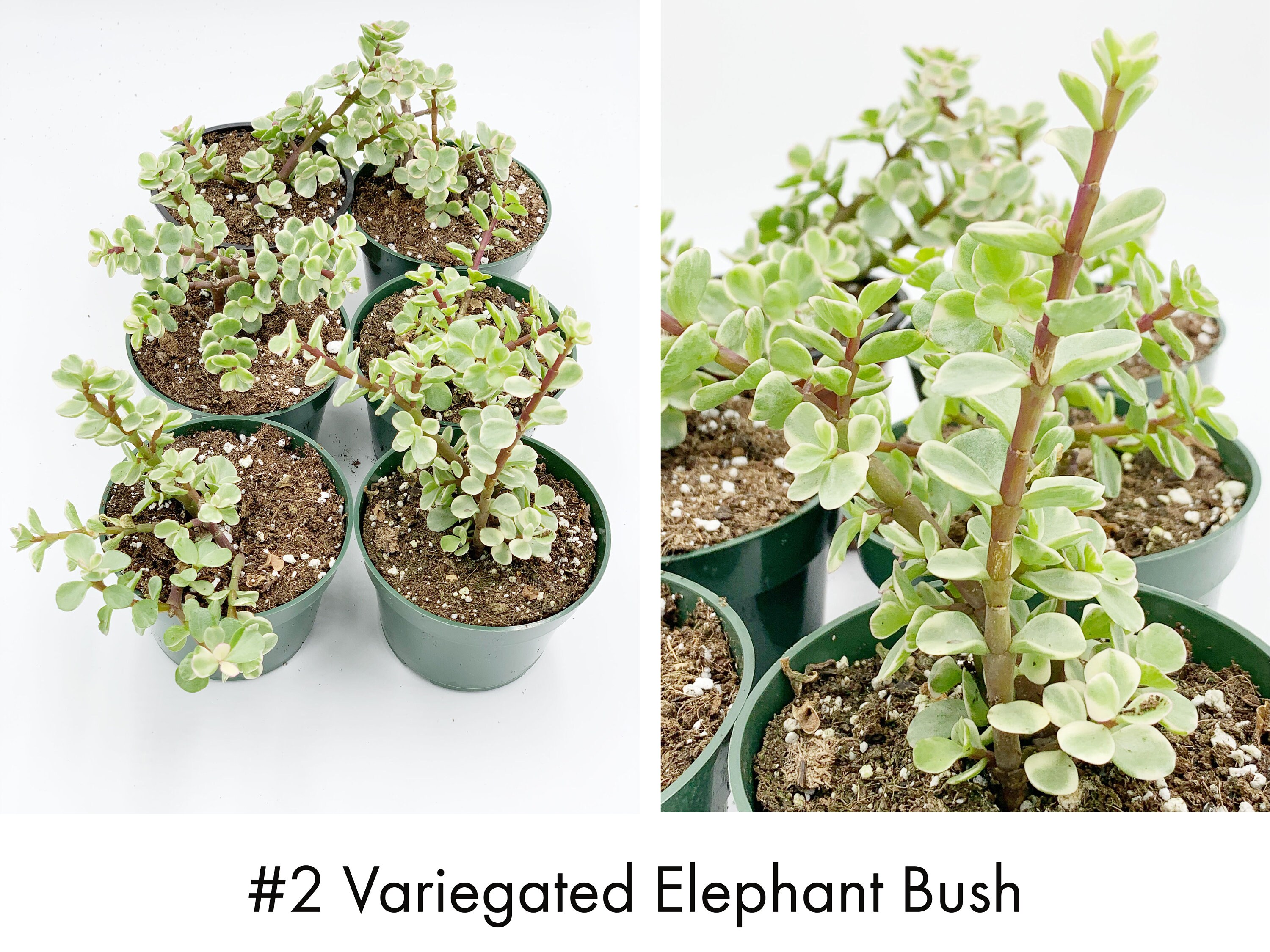 Elephant Bush Variety / Rainbow Elephant Bush / Variegated Etsy